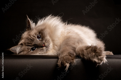 Adorable ragdoll on Black. Looking straight into the camera. Picture is taken in Studio