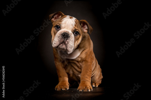 Fototapeta Naklejka Na Ścianę i Meble -  Super cute Bull puppy. Looking forward into the camera. Picture is taken in studio with black background.