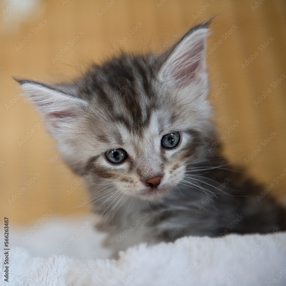 Portrait eines silber tabby Maine Coon Kitten