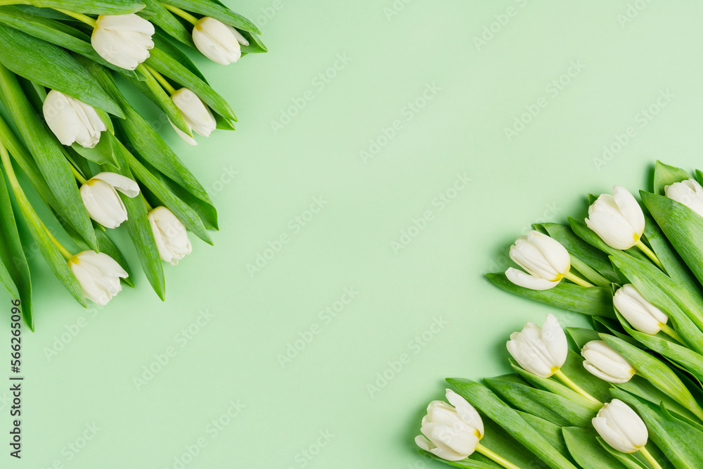 White tulips on light green background. Natural fresh flowers with green leaves. Spring holiday eco composition. Mother's day or Woman's day concept. Blooming season flat lay. Top view, copy space.