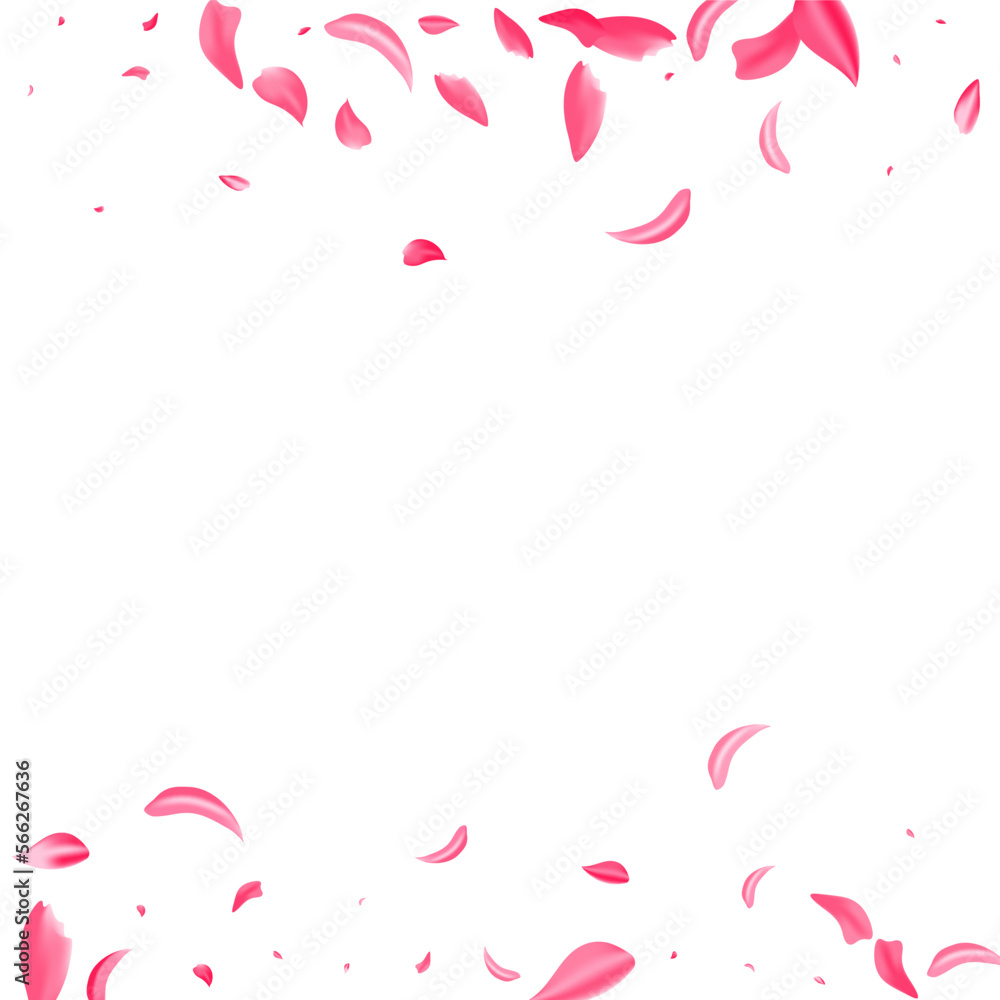 Pink Cherry Summer Vector White Background.