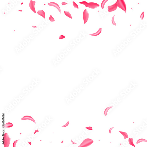 Pink Cherry Summer Vector White Background.