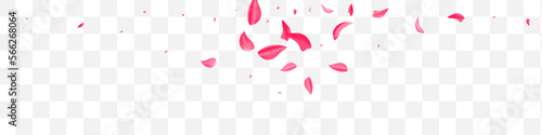 Red Petal Summer Vector Transparent Panoramic