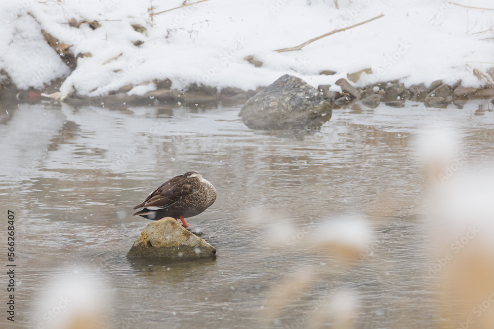 Snowy day, A Spot-billed duck catnap on a rock Snowy day, A Spot-billed duck catnap on a rock