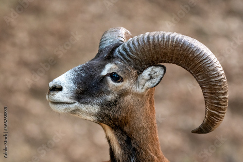 Mouflon with curvy horn in forest