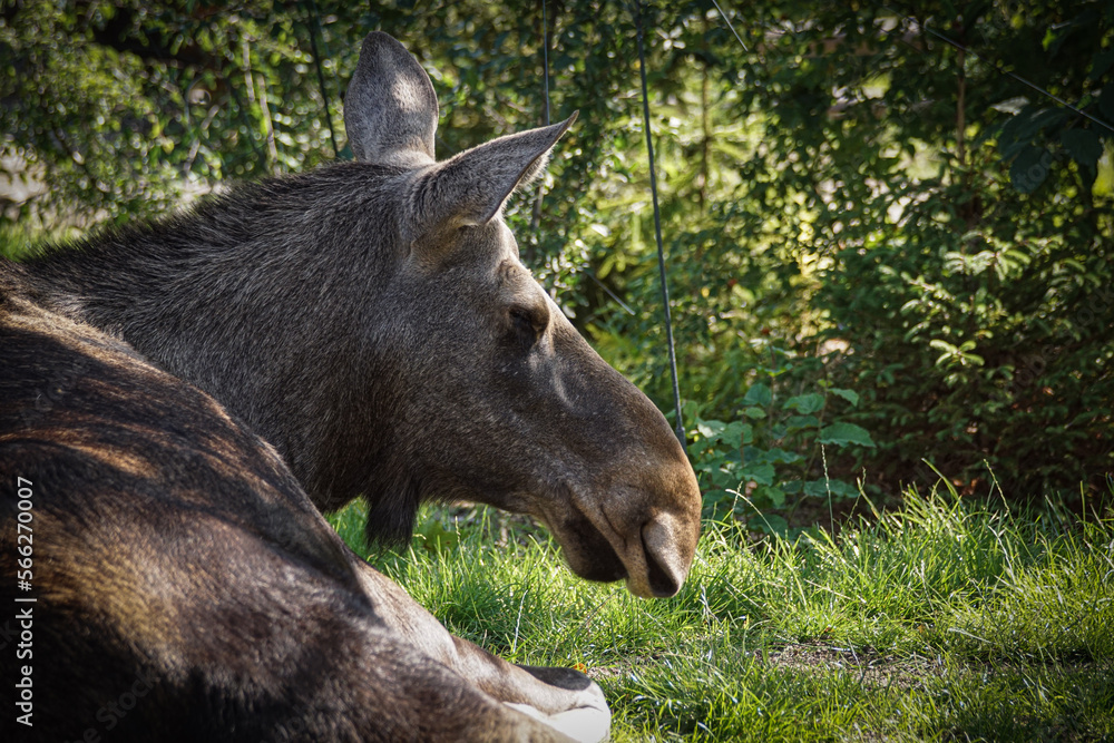 portrait of a moose portrait of a moose