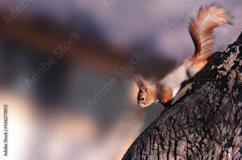Red Squirrel runs along a tree trunk against a blurred dark background of an indefinite color...
