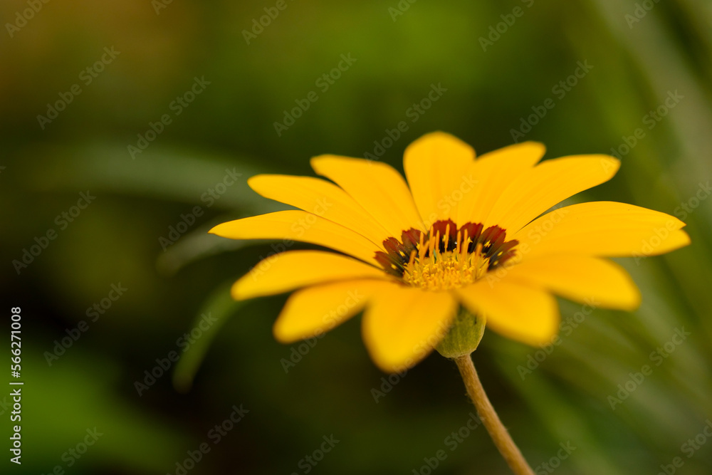 Macro of calliopsis (coreopsis) bloom with blured dark green brackground | gardening, garden, balcony flower Macro of calliopsis (coreopsis) bloom with blured dark green brackground | gardening, garden, balcony flower