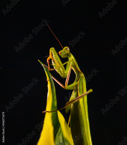 Female european Mantis or Praying Mantis religiosa on leaf on nature Green grasshoppe