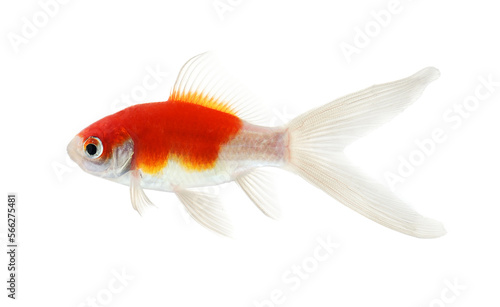 Photography Gold fish Isolation on transparent png