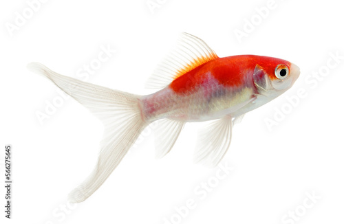 gold fish isolated on transparent png