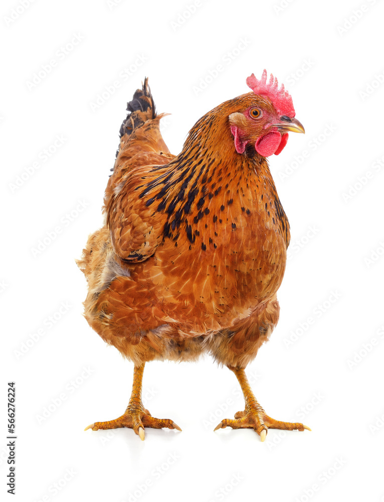 Fototapeta premium One red chicken.