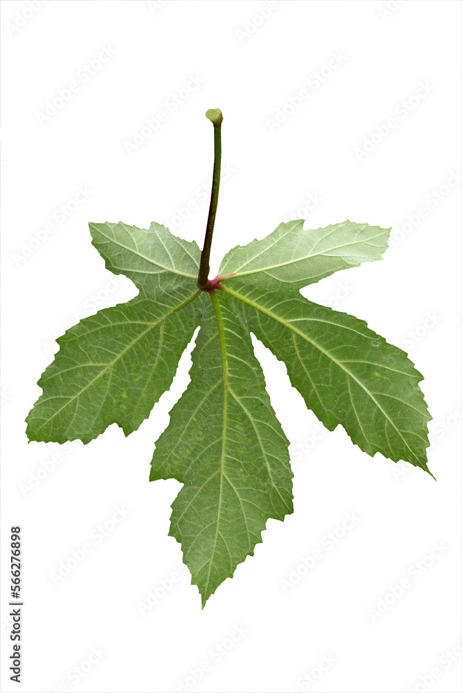 Fototapeta premium Green okra leaf isolated on white background
