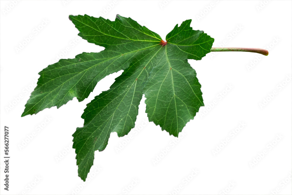 Green okra leaf isolated on white background Green okra leaf isolated on white background