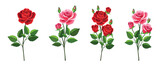 Set of beautiful red and pink roses in cartoon style. Vector illustration of spring and summer flowers in large and small sizes with closed and open buds and green leaves isolated on white background.
