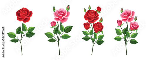 Set of beautiful red and pink roses in cartoon style. Vector illustration of spring and summer flowers in large and small sizes with closed and open buds and green leaves isolated on white background.
