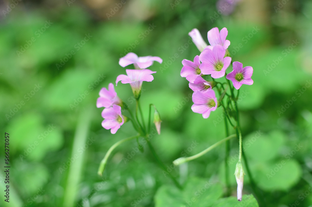 a nature concept, the flower at the garden