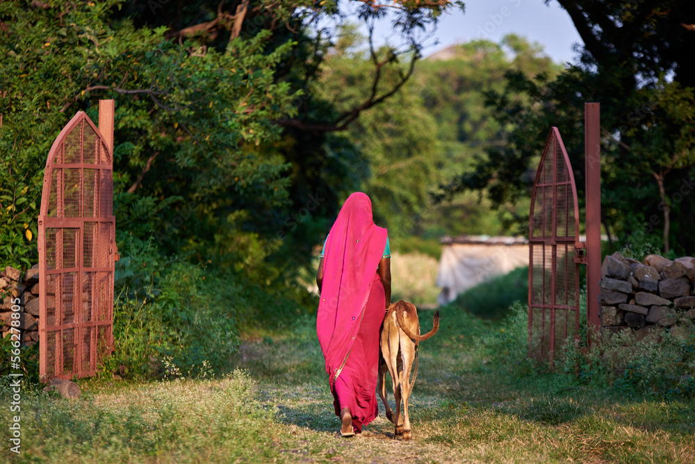A woman wearing pink sari wearing pink sari walks with a young cow through a green village