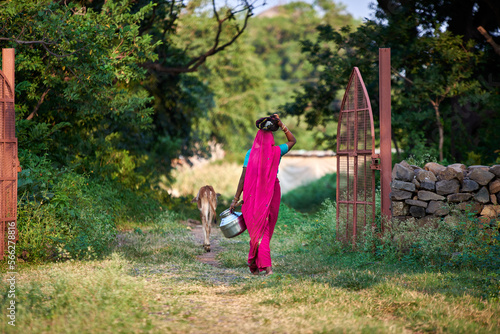 Obraz na płótnie A woman wearing pink sari carries pots of food on her head walks with a young cow through a green village w salonie