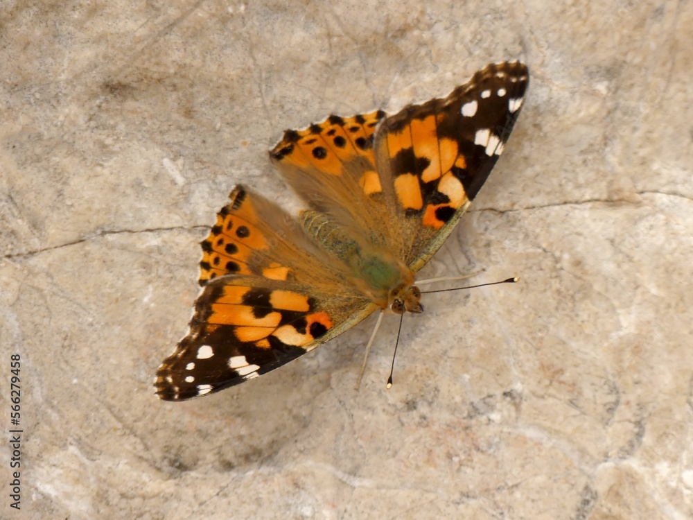papillon papillon