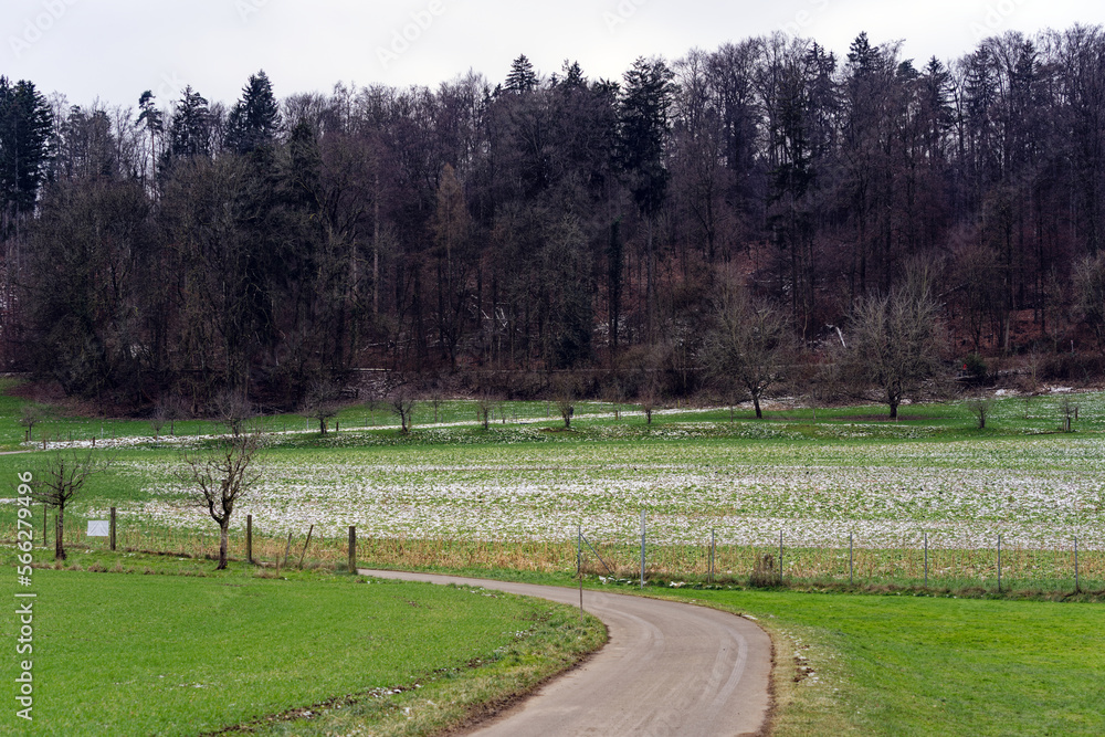 Obraz premium Beautiful scenic landscape with winding rural road, orchard, meadow and forest in the background on a gray and cloudy winter day at City of Zürich. Photo taken January 29th, 2023, Zurich, Switzerland.