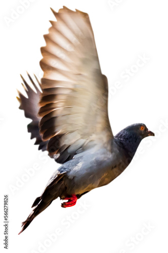 black headed pigeon © U-STUDIOGRAPHY DD59 