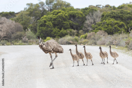 emu and chicks crossing road photo