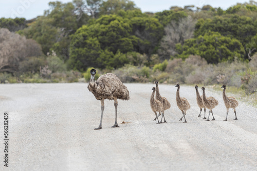 emu and chicks crossing road photo