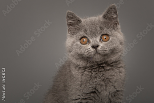Portrait of a grey british shorthaired kitten with golden eyes looking at the camera on a grey background © Elles Rijsdijk