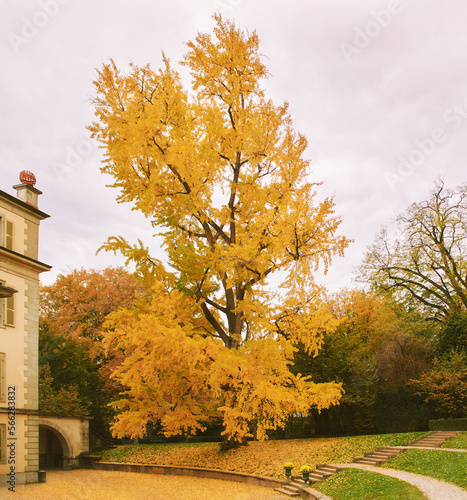 Beautiful gingko tree during fall season with bright yellow leaves, park Mon Repos, Lausanne, Switzerland