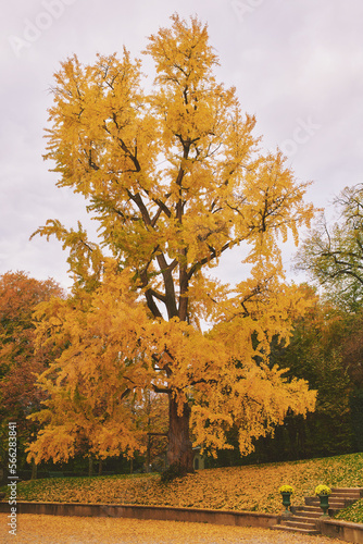 Beautiful gingko tree during fall season with bright yellow leaves, park Mon Repos, Lausanne, Switzerland