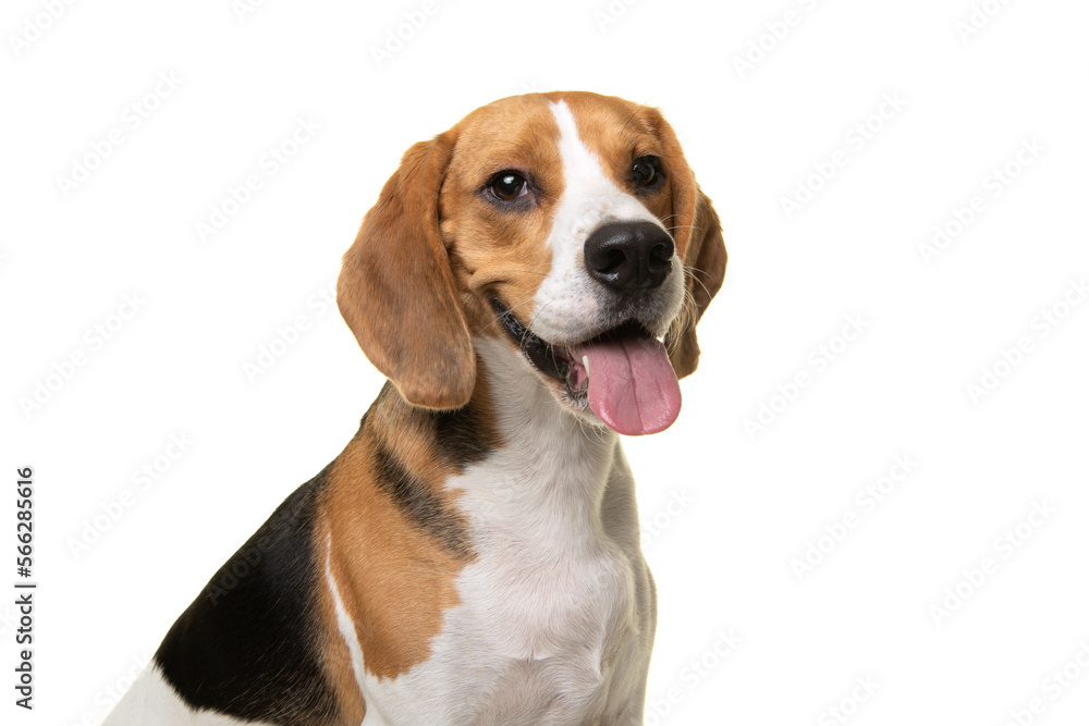 Portrait of a beagle dog smiling looking at the camera isolated on a white background