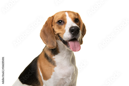 Portrait of a beagle dog smiling looking at the camera isolated on a white background © Elles Rijsdijk