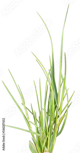 Fresh green grass isolated on white background.