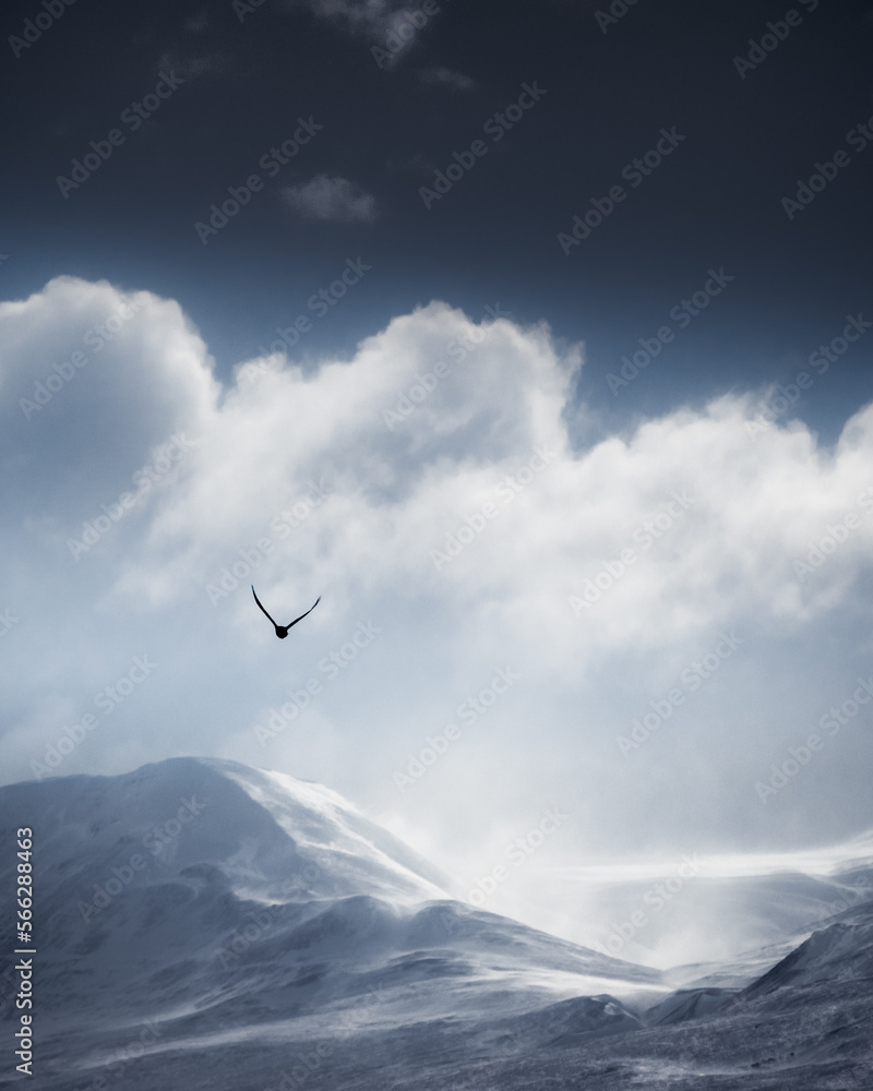 Vogel im Flug vor Bergkullise im Winter auf Island