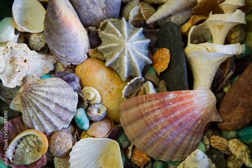 Collection of different shells photo