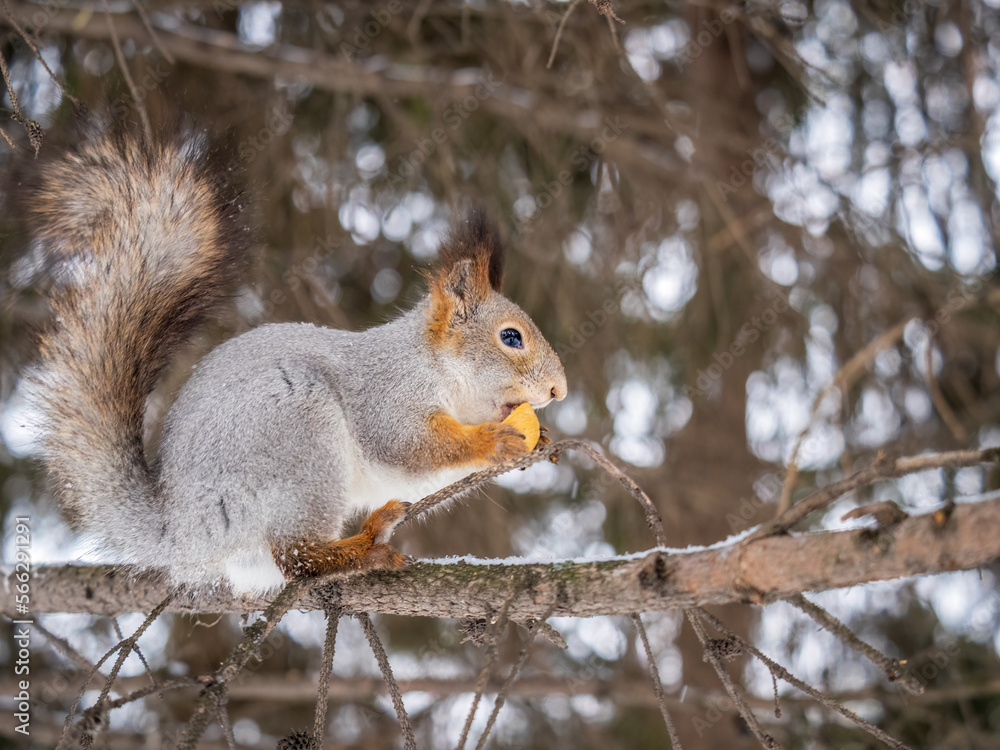 The squirrel with nut sits on tree in the winter or late autumn The squirrel with nut sits on tree in the winter or late autumn