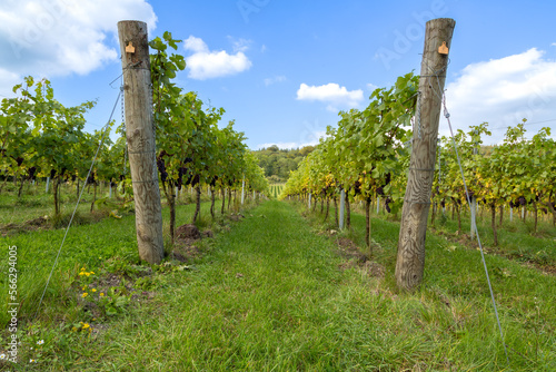 Almost ripe organic grapes growing at an English vineyard ready to make fine quality wine