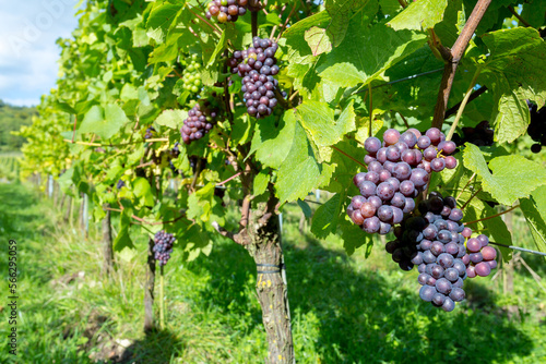 Almost ripe organic grapes growing at an English vineyard ready to make fine quality wine photo