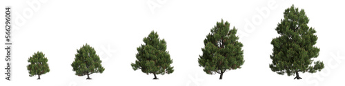 3d illustration of set pinus sylvestris tree isolated on transparent background photo