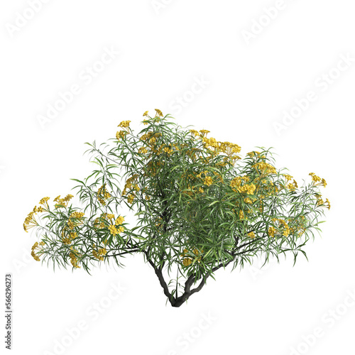 3d illustration of cascabela thevetia tree isolated on transparent background photo