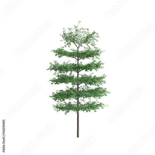3d illustration of terminalia mantaly tree isolated on transparent background © TrngPhp