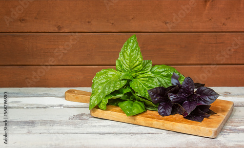 Fototapeta Naklejka Na Ścianę i Meble -  Purple and green basil on cutting board. Selective focus.