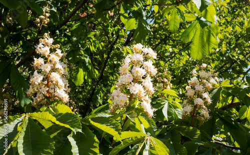White chestnut flowers on tree leaves background. Selective focus.