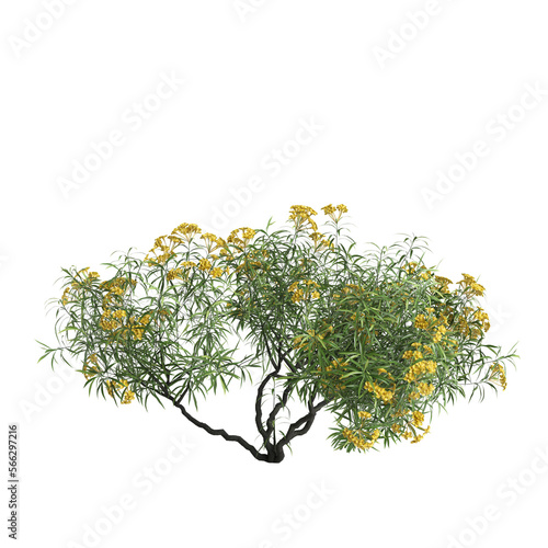 3d illustration of cascabela thevetia tree isolated on transparent background