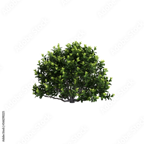 3d illustration of pittosporum bush isolated on transparent background 