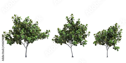 3d illustration of set ficus lyrata tree isolated on transparent background 