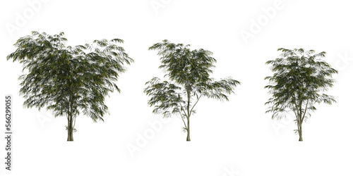 3d illustration of set agonis flexuosa tree isolated on transparent background 