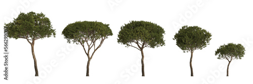 3d illustration of set tree medium pinus pinea isolated on transparent background
 photo