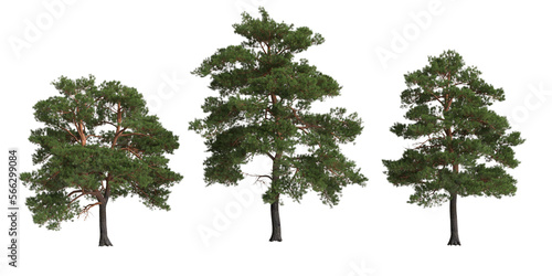 Obraz na płótnie 3d illustration of set tree big pinus sylvestris isolated on transparent backgro
